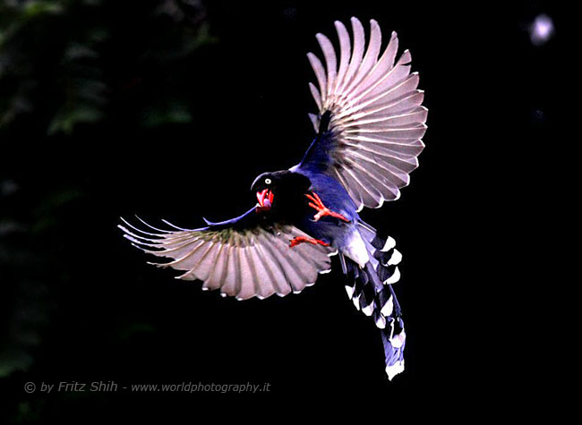 Taiwan Blue Magpie in Flight